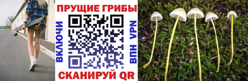Галлюциногенные грибы Cubensis  Знаменск 